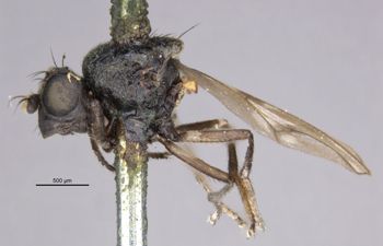 Media type: image;   Entomology 11167 Aspect: habitus lateral view